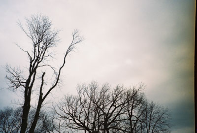 barren trees in the Chicago winter