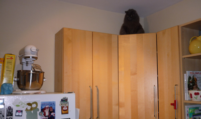 Chorizo hiding on top of the cabinets