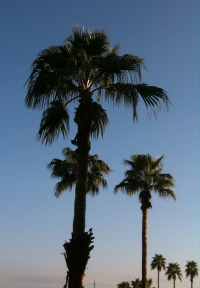 Palm trees in Arizona